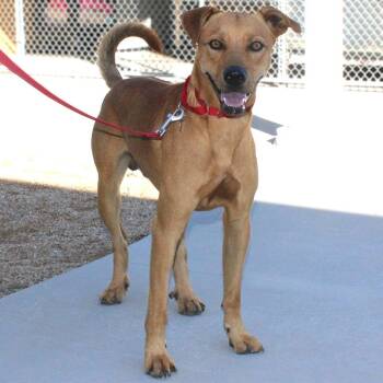 Kiwi -  Mixed Breed Dog for Adoption in Las Cruces, New Mexico - Kiwi | PetCurious
