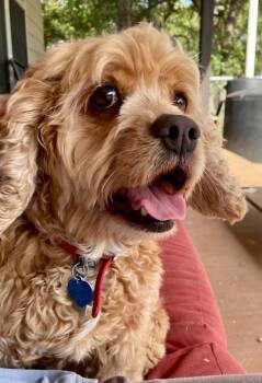 Lilac/Lola -  Cocker Spaniel Dog for Adoption in Austin, Texas - Lilac/Lola | PetCurious