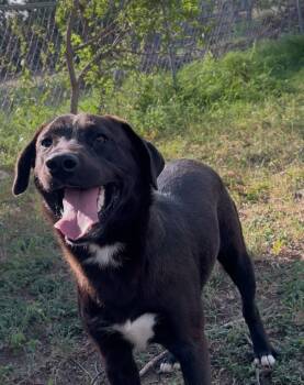 Rescue Labrador Retriever Dogs for Adoption in Brownwood, Texas - Jack | PetCurious