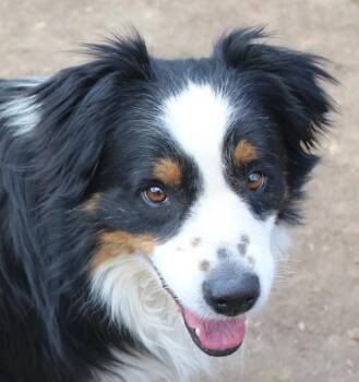 Australian Shepherd Dogs Available for Adoption in Denver, Colorado - Bear | PetCurious