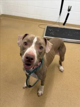 SUNBEAM -  Pit Bull Terrier Dog for Adoption in Derwood, Maryland - SUNBEAM | PetCurious