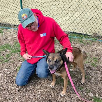 German Shepherd Dog Dogs Available for Adoption - Max | PetCurious