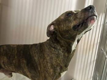 Mixed Breed Dogs Available for Adoption in New York, New York - Kwik | PetCurious