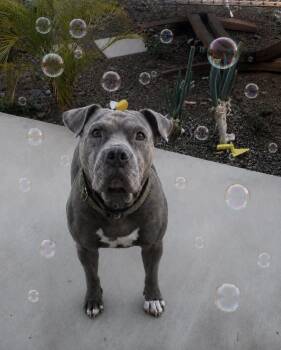 Honey -  American Bulldog Dog for Adoption in Claremont, California - Honey | PetCurious