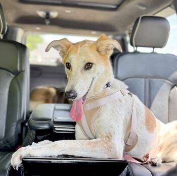 Marshmallow -  Saluki and Hound Dog for Adoption in Huntingtown, Maryland - Marshmallow | PetCurious