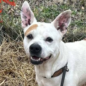 Boston Terrier and American Bully Dogs Available for Adoption - Pippa | PetCurious