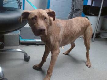 ELLA -  Labrador Retriever and Mixed Breed Dog for Adoption in Albuquerque, New Mexico - ELLA | PetCurious