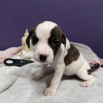 Mixed Breed Dogs Available for Adoption - Marlo | PetCurious