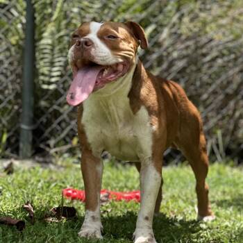 AIR-Stray-13103 -  Pit Bull Terrier Dog Available for Adoption in Keaau, Hawaii - AIR-Stray-13103 | PetCurious