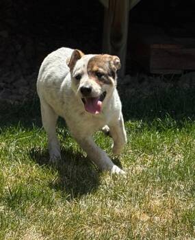 Labrador Retriever and Cattle Dog Dogs Available for Adoption in Fort Lupton, Colorado - Mimzy | PetCurious