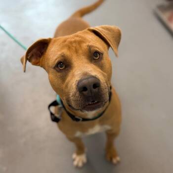 Igor -  Mixed Breed Dog for Adoption in Sarasota, Florida - Igor | PetCurious