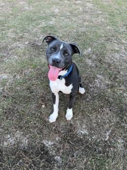 Staffordshire Bull Terrier Dogs Available for Adoption in Panama City, Florida - Rex | PetCurious