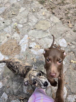 Rescue Labrador Retriever Dogs for Adoption in The Woodlands, Texas - Sansa | PetCurious