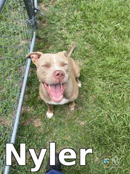 Nyler -  Pit Bull Terrier Dog for Adoption in Rocky Mount, North Carolina - Nyler | PetCurious
