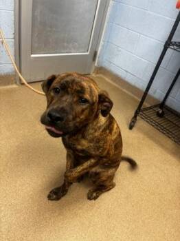 Model -  Mixed Breed Dog for Adoption in Chamblee, Georgia - Model | PetCurious