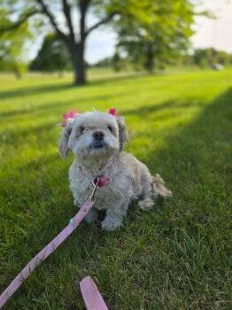 Shih Tzu Dogs Available for Adoption in Watertown, Wisconsin - Diva | PetCurious