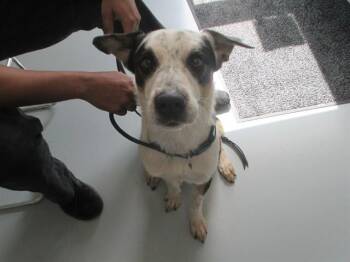 A387363 -  Australian Cattle Dog Blue Heeler and Mixed Breed Dog for Adoption in Ocala, Florida - A387363 | PetCurious