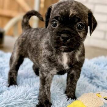 Waylon -  Chug and Poodle Dog for Adoption in Rockwall, Texas - Waylon | PetCurious