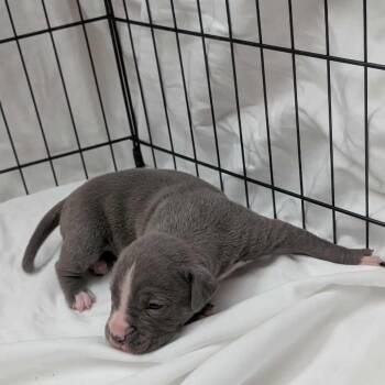 Boxer Dogs Available for Adoption - Chai | PetCurious