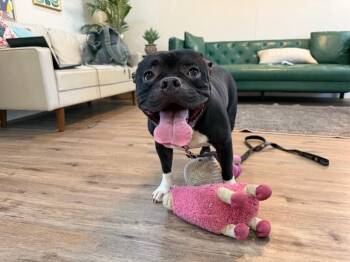 Porky Piggy Pup -  American Bully and Bulldog Dog for Adoption in Friendswood, Texas - Porky Piggy Pup | PetCurious
