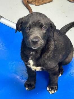 Caylee (Cx2) -  Labrador Retriever Dog Available for Adoption in Hartsville, South Carolina - Caylee (Cx2) | PetCurious