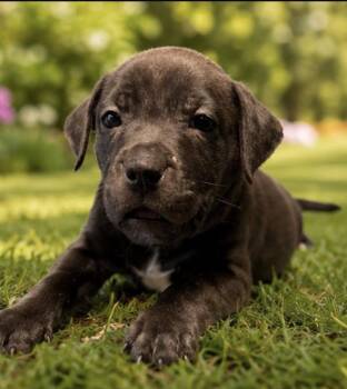 ARIEL -  Labrador Retriever Dog for Adoption in Margate, Florida - ARIEL | PetCurious