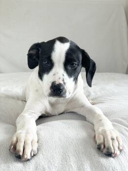 Hound and Labrador Retriever Dogs Available for Adoption in Burlington, North Carolina - Cuddly Crochet  | PetCurious