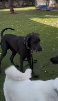 Great Dane Dogs Available for Adoption in Severance, Colorado - Gus | PetCurious