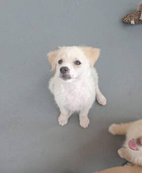 Golden Retriever and Mixed Breed Dogs Available for Adoption - COTTON | PetCurious