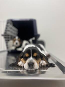 Pathfinder -  Beagle Dog for Adoption - Pathfinder | PetCurious
