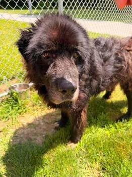 Eeyore -  Newfoundland Dog Dog for Adoption in Hillsboro, Ohio - Eeyore | PetCurious
