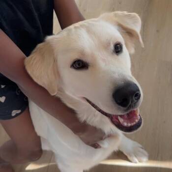 Labrador Retriever and Great Pyrenees Dogs Available for Adoption in Severance, Colorado - Snowden | PetCurious