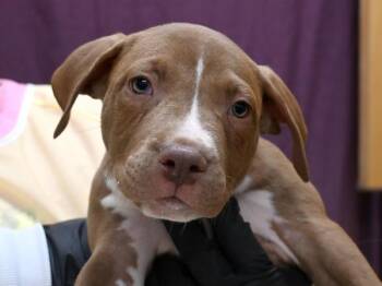 Pit Bull Terrier and Labrador Retriever Dogs Available for Adoption in Portland, Oregon - Dachshund | PetCurious