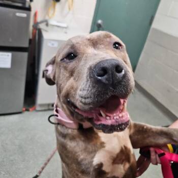 Sage -  Pit Bull Terrier Dog for Adoption in Wilmington, Delaware - Sage | PetCurious
