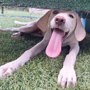 Sand Dollar -  Labrador Retriever and Anatolian Shepherd Dog for Adoption in Baltimore, Maryland - Sand Dollar | PetCurious