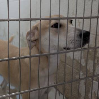Rescue Labrador Retriever Dogs for Adoption in Ravenna, Ohio - 187592 Cassidy  LOOKING FOR OWNER | PetCurious