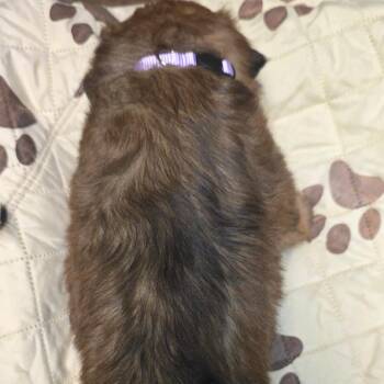 Cookie -  Mixed Breed Dog for Adoption - Cookie | PetCurious