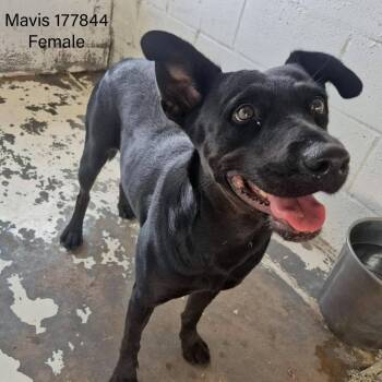 Mavis -  Black Labrador Retriever Dog for Adoption in Edinburg, Texas - Mavis | PetCurious