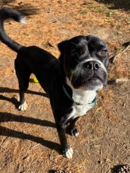 Hound Dogs Available for Adoption in Bloomington, Indiana - Luigi | PetCurious