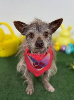 Scotty-One of our Amazing Rescue Dogs -  Cairn Terrier and Chinese Crested Dog Dog for Adoption in Carlsbad, California - Scotty-One Of Our Amazing Rescue Dogs | PetCurious