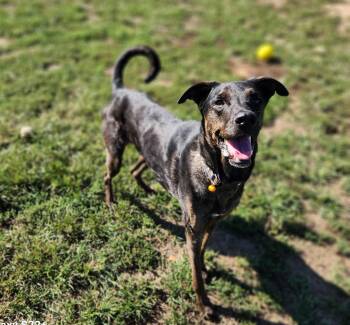 Paxton -  Plott Hound Dog for Adoption in Siloam Springs, Arkansas - Paxton | PetCurious