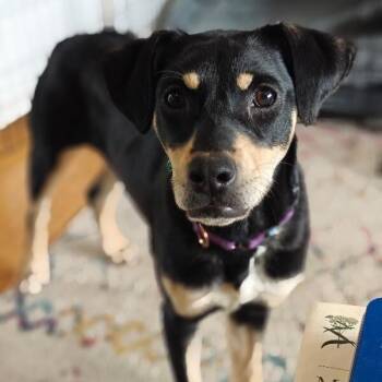 Idaho Potato -  Chihuahua and Beagle Dog for Adoption in Friendswood, Texas - Idaho Potato | PetCurious
