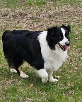 Rescue Australian Shepherd Dogs for Adoption in Ringwood, Illinois - COURTESY POST - Frankie - Chariton, IA - COURTESY POST | PetCurious