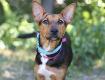 Sis in NH. Come Meet our Adoptable Dogs Wednesday-Saturday. More -  Shepherd Dog for Adoption in Manchester, New Hampshire - Sis In NH. Come Meet Our Adoptable Dogs Wednesday-Saturday. More | PetCurious