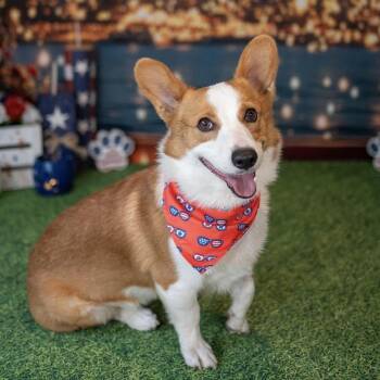 Alfie -  Cardigan Welsh Corgi Dog for Adoption in Aberdeen, North Carolina - Alfie | PetCurious