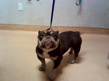 LA CHONA -  French Bulldog and Mixed Breed Dog for Adoption in Martinez, California - LA CHONA | PetCurious