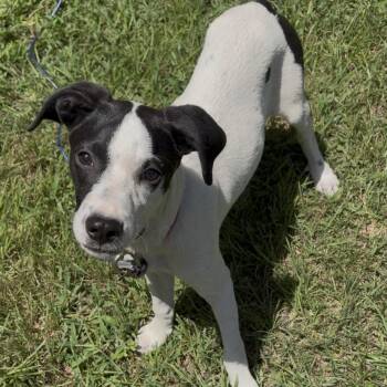Violet -  Mixed Breed Dog for Adoption in Cleveland, Texas - Violet | PetCurious