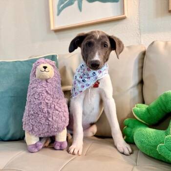 Gigi Grace Little Lovebug -  Australian Shepherd and Labrador Retriever Dog for Adoption in Friendswood, Texas - Gigi Grace Little Lovebug | PetCurious