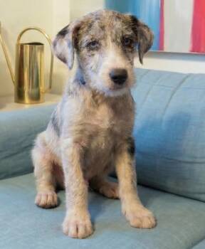 Jack Russell Terrier Dogs Available for Adoption in Crown Point, Indiana - Pauley-  Shortie Jack | PetCurious