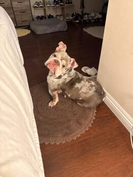 Lilac -  English Bulldog Dog for Adoption in San Rafael, California - Lilac | PetCurious